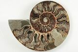 Cut & Polished Ammonite Fossil - Deep Crystal Pockets #200149-4